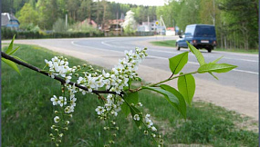 Дорога весной