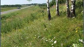 Дорога летом 